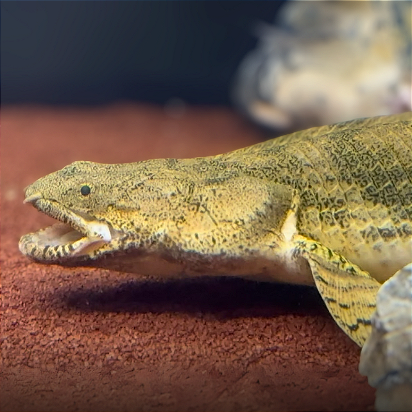 Polypterus vitrine-lancamento