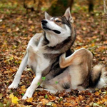 Banner Categoria 1 vitrine-mas-vendido