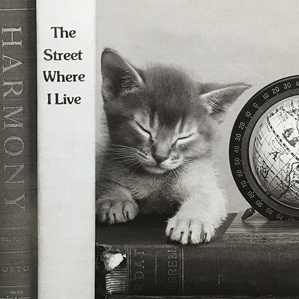 Categ04-animais-vitrine-destaque