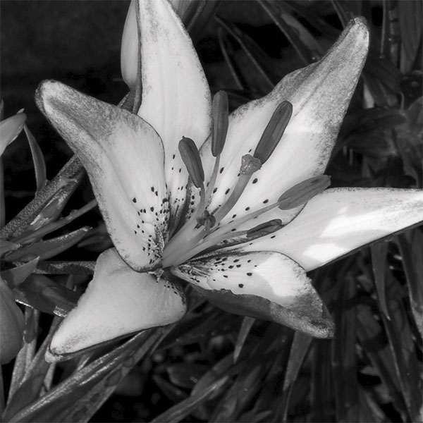 Categ05-florais-vitrine-destaque