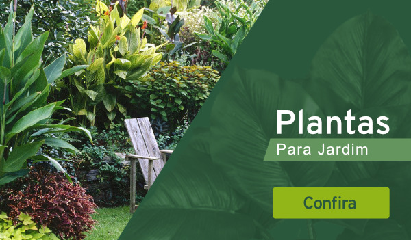 Plantas para Jardim vitrine-mini