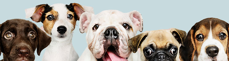 dogs