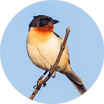 Banner categoria 3 vitrine-destaque