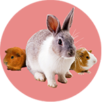 Banner categoria 4 vitrine-destaque