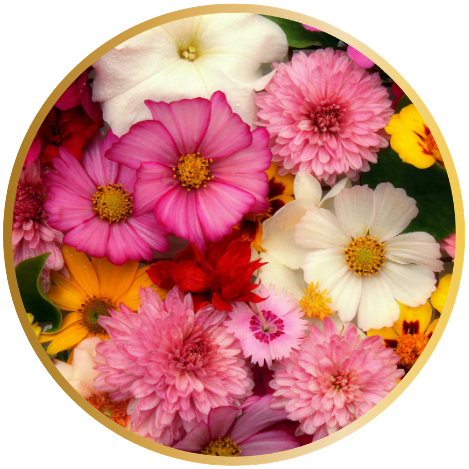 Banner Categoria 3 vitrine-blog