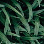 Banner herbal vitrine-destaque