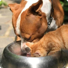 Catgoria3vitrine-mas-vendido