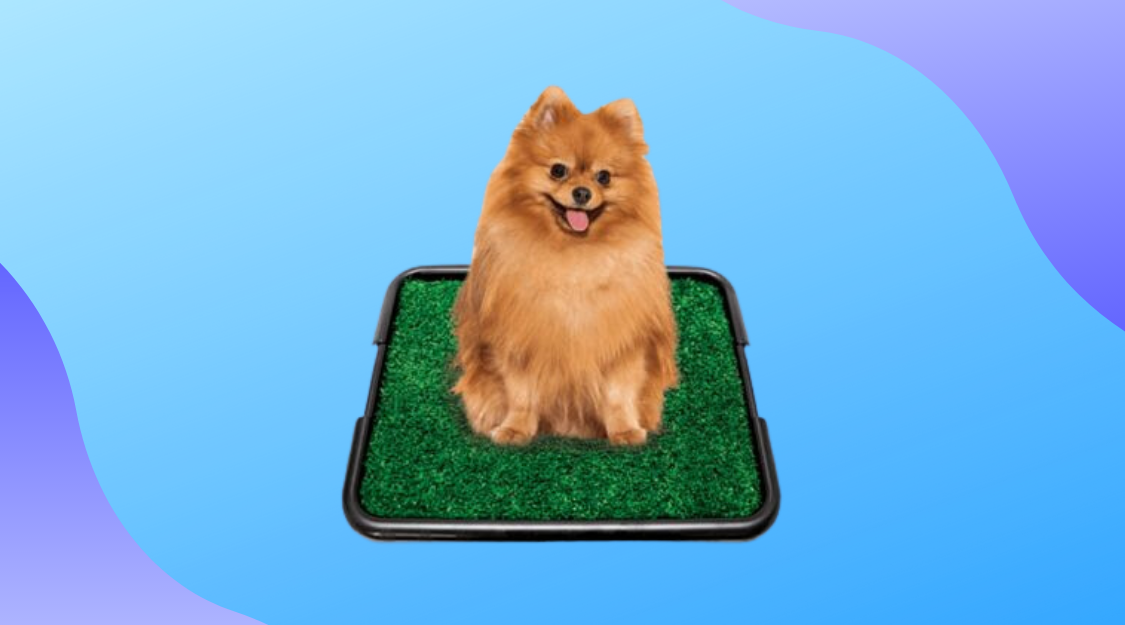 Sanitário Canino Xixi Dog Com Grama