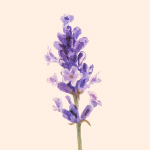 Lavanda vitrine-22608928