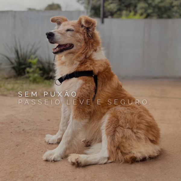 Peitoral Anti vitrine-20300242 mobile