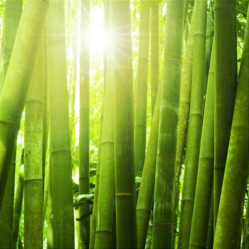 Bamboo vitrine-mas-vendido