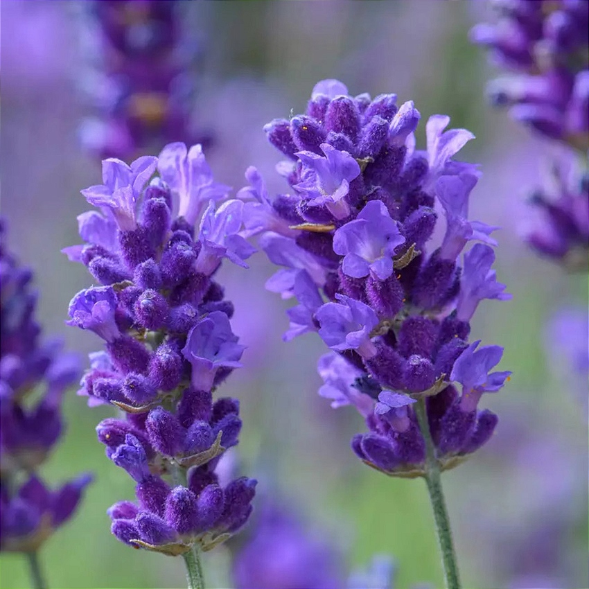Lavanda vitrine-mas-vendido
