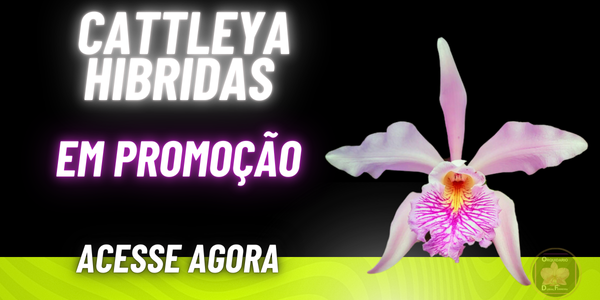 banner extra 4 vitrine-destaque mobile