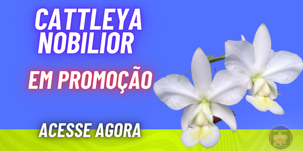 banner extra 5 vitrine-destaque mobile