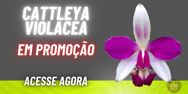 banner extra 3 vitrine-lancamento