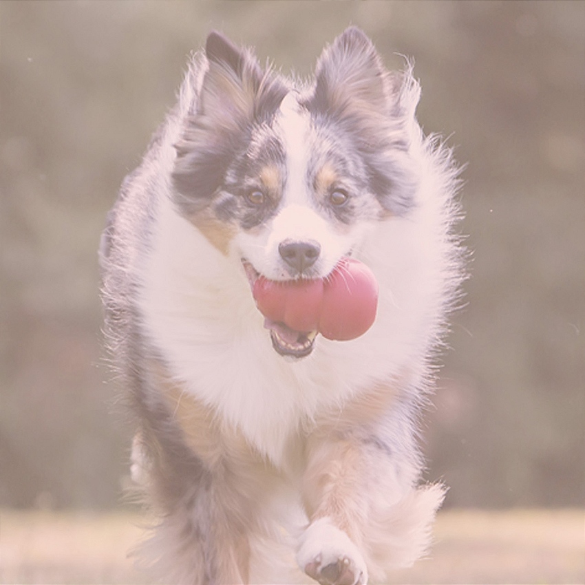 Banner Cat_Comedouro vitrine-mas-vendido