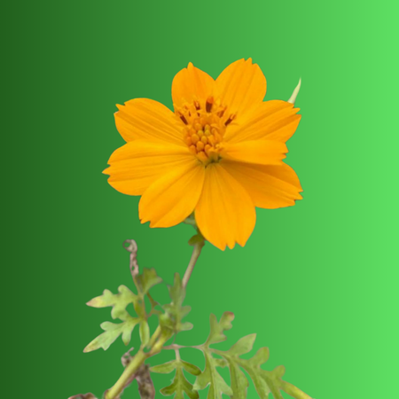 mudas vitrine-lancamento