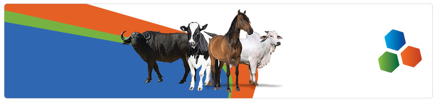 Banner para Bovinos