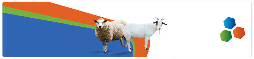 Banner para Ovinos