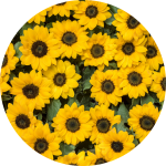 Banner Categoria 2 vitrine-lancamento