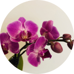 Banner Categoria 5 vitrine-lancamento