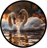 Mini banner Cisne vitrine-lancamento