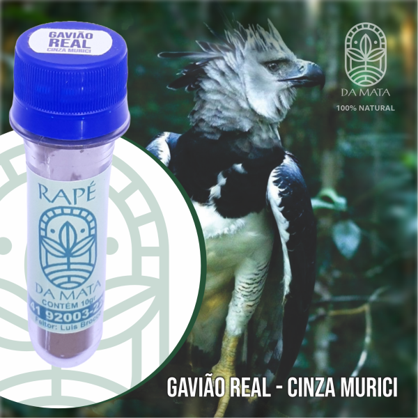 Gavião Real  vitrine-mini