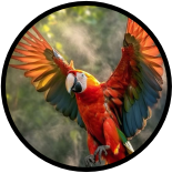 Mini banner Murici vitrine-lancamento