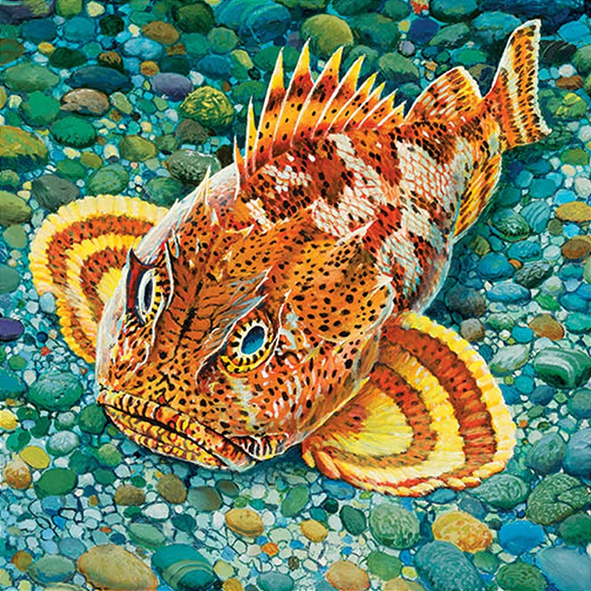 Sculpin 3 mobile