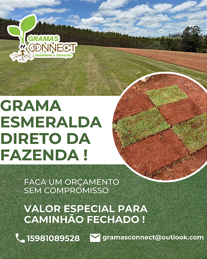 MUDAS DE GRAMAS DIRETO DA FAZENDA01