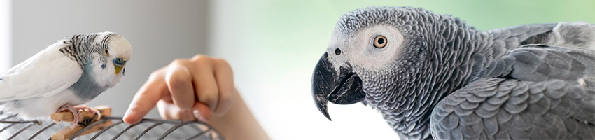 Categoria - Pássaros