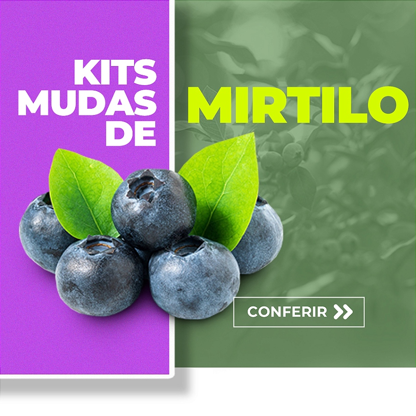 mudas de mirtilo mobile