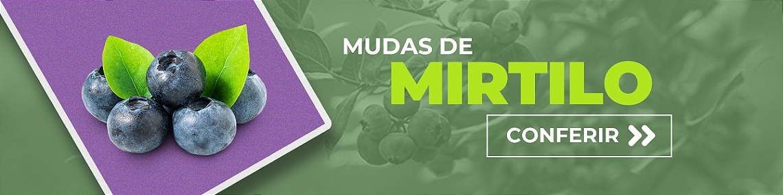 mudas de mirtilo