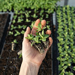 Banner Categoria 5 vitrine-20263870