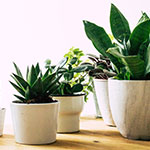 Banner Categoria 1 vitrine-20263870