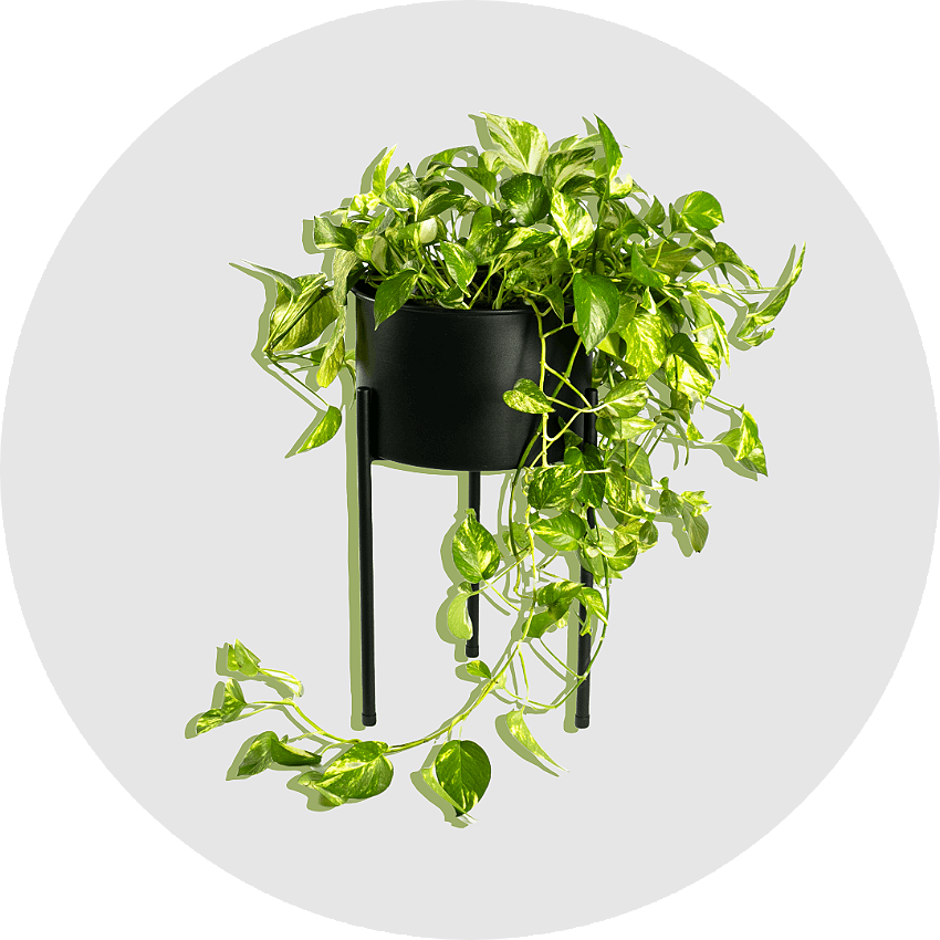 Cat_Plantas vitrine-mas-vendido