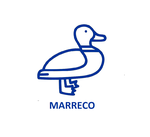 Marreco