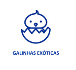 Galinhas Exóticas