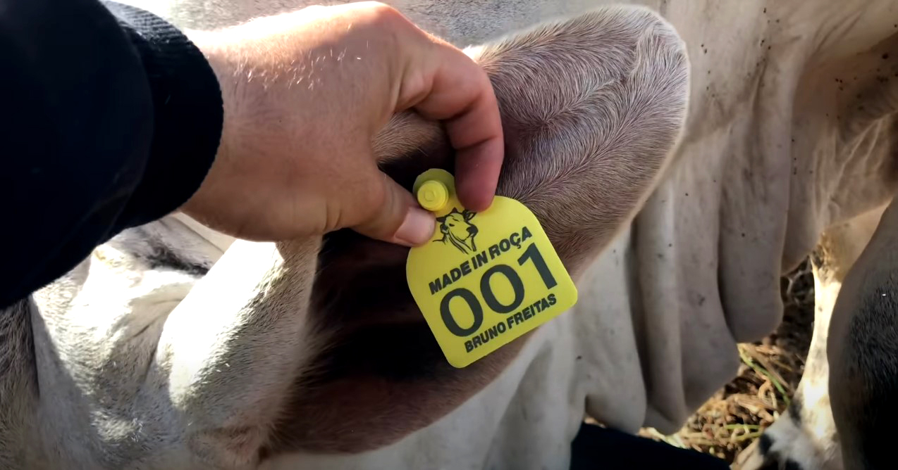 Brinco de Identificação a Laser