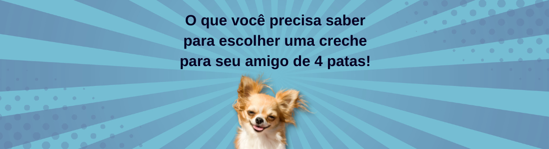 O que você precisa saber para escolher uma creche para seu amigo de 4 patas!