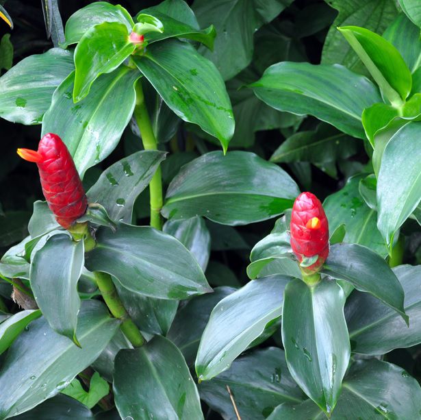 Cana do Brejo em P BELEZA DA TERRA Beleza da Terra