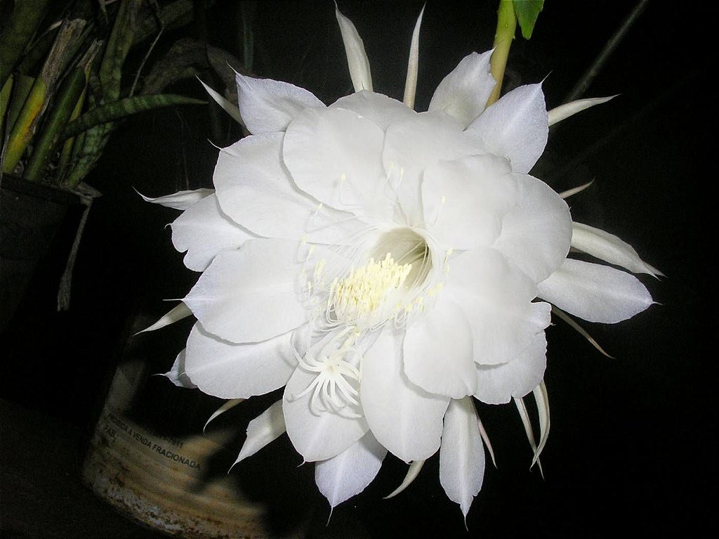 Epiphyllum - cactos orquidea - flor de outubro - dama da noite