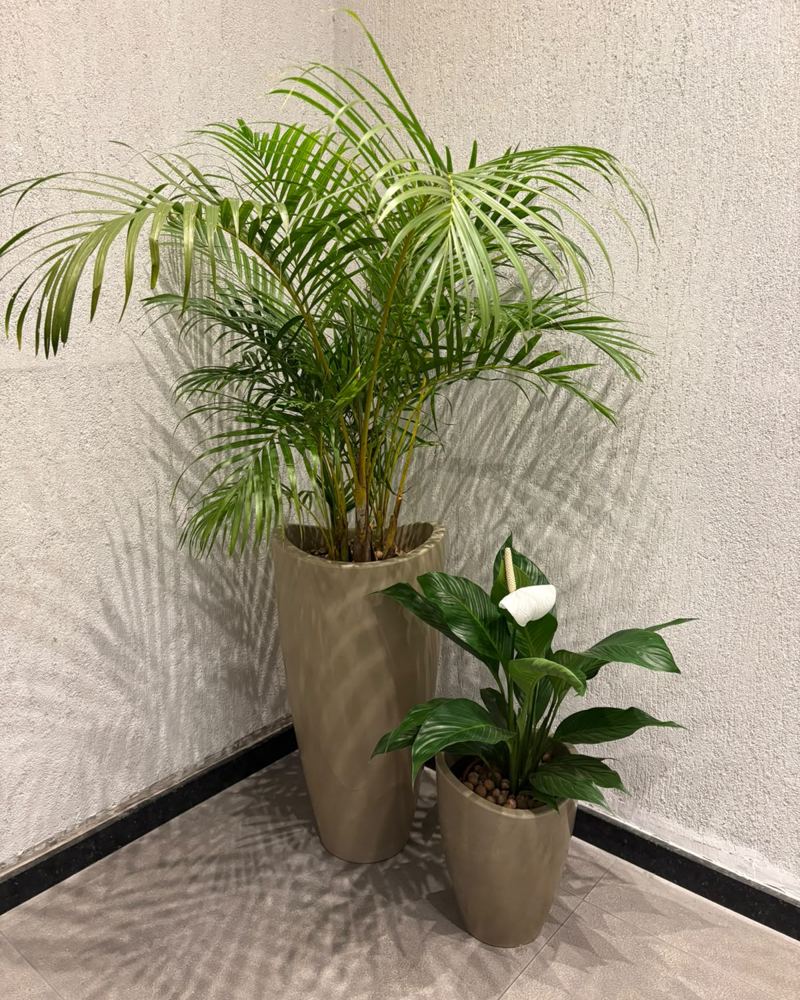 Areca e lírio da paz em vasos