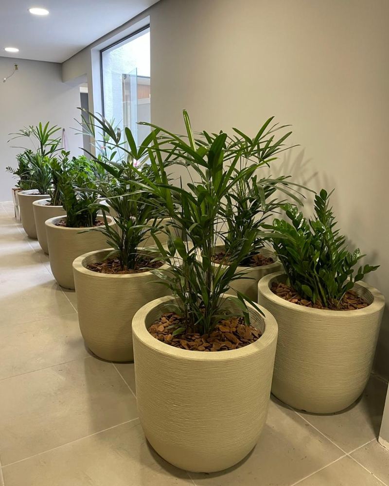 Vasos com plantas ao longo de um corredor