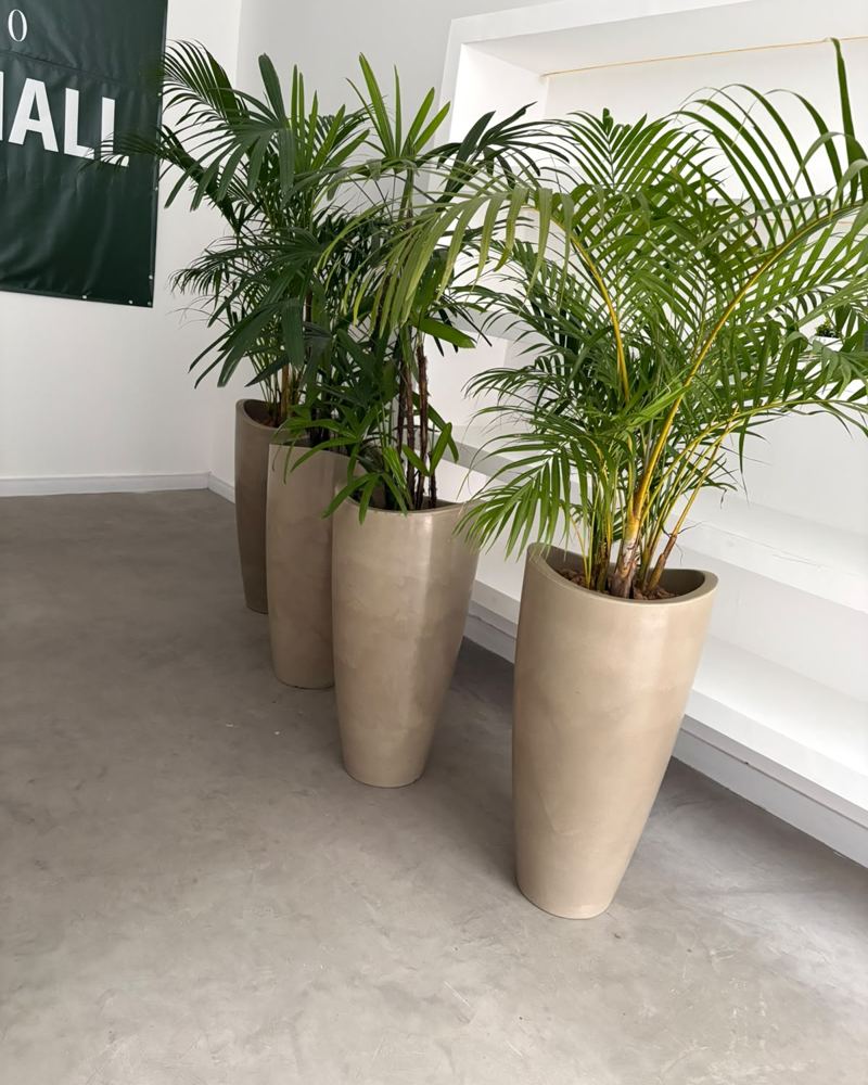 Palmeiras em vasos alugadas para uma recepção