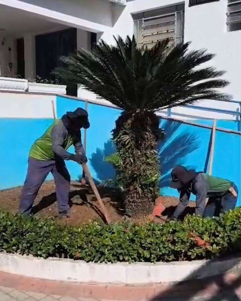 Equipe plantando uma palmeira