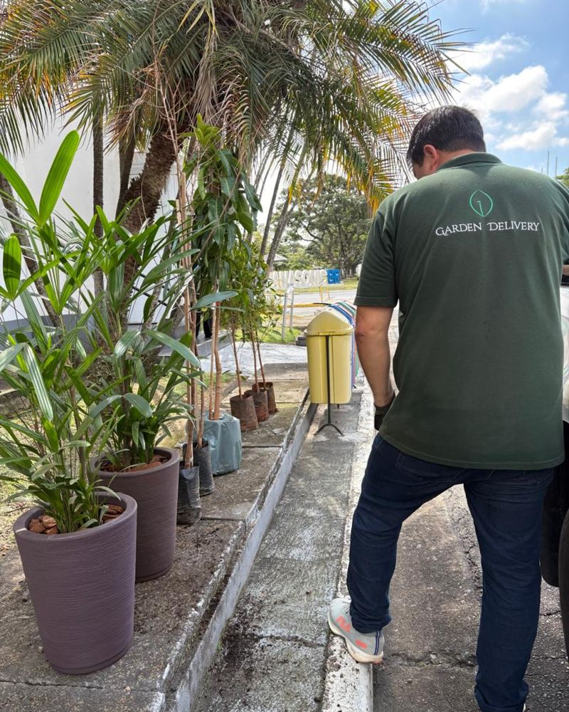 Plantas tropicais em vasos na área externa