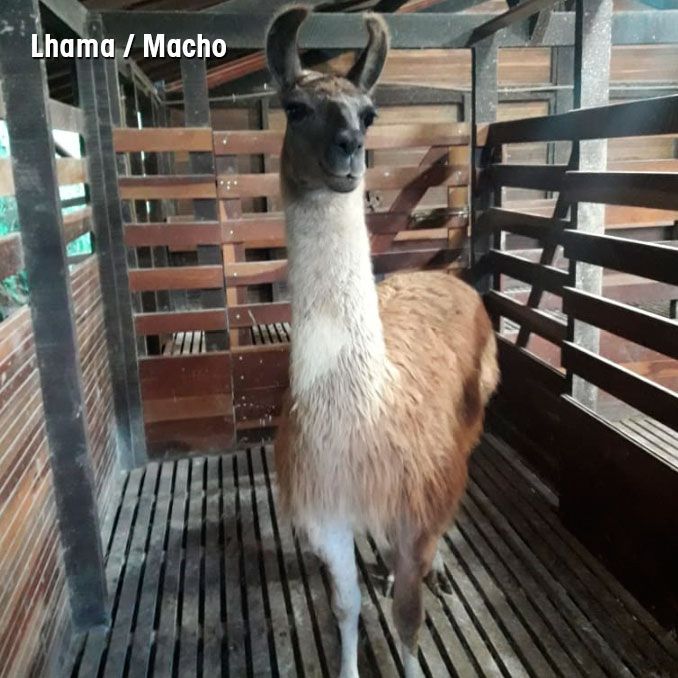 elefánt látvány az időskori látás