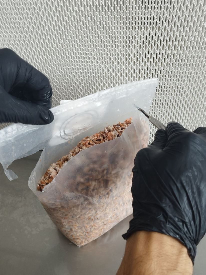 Mãos com luvas inoculando um saco de grãos com bisturi na frente do filtro de um fluxo laminar