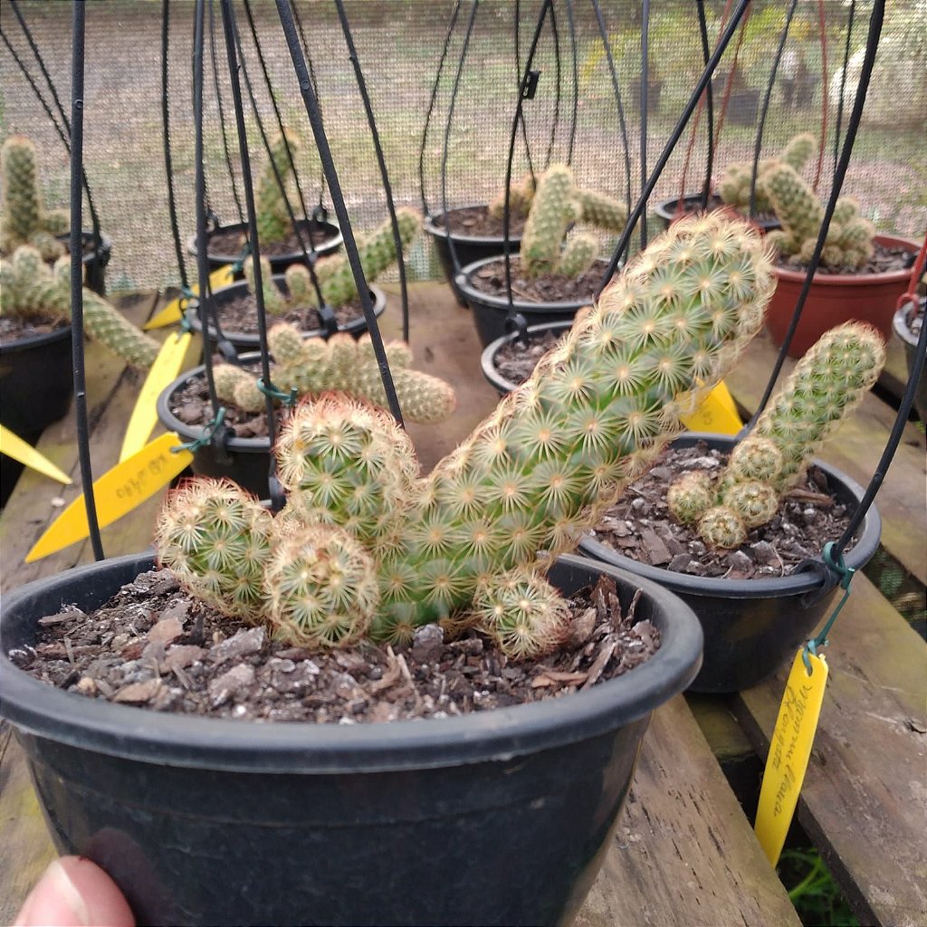 Planta Cacto Suculenta Dama Da Noite Com Vaso E Suporte